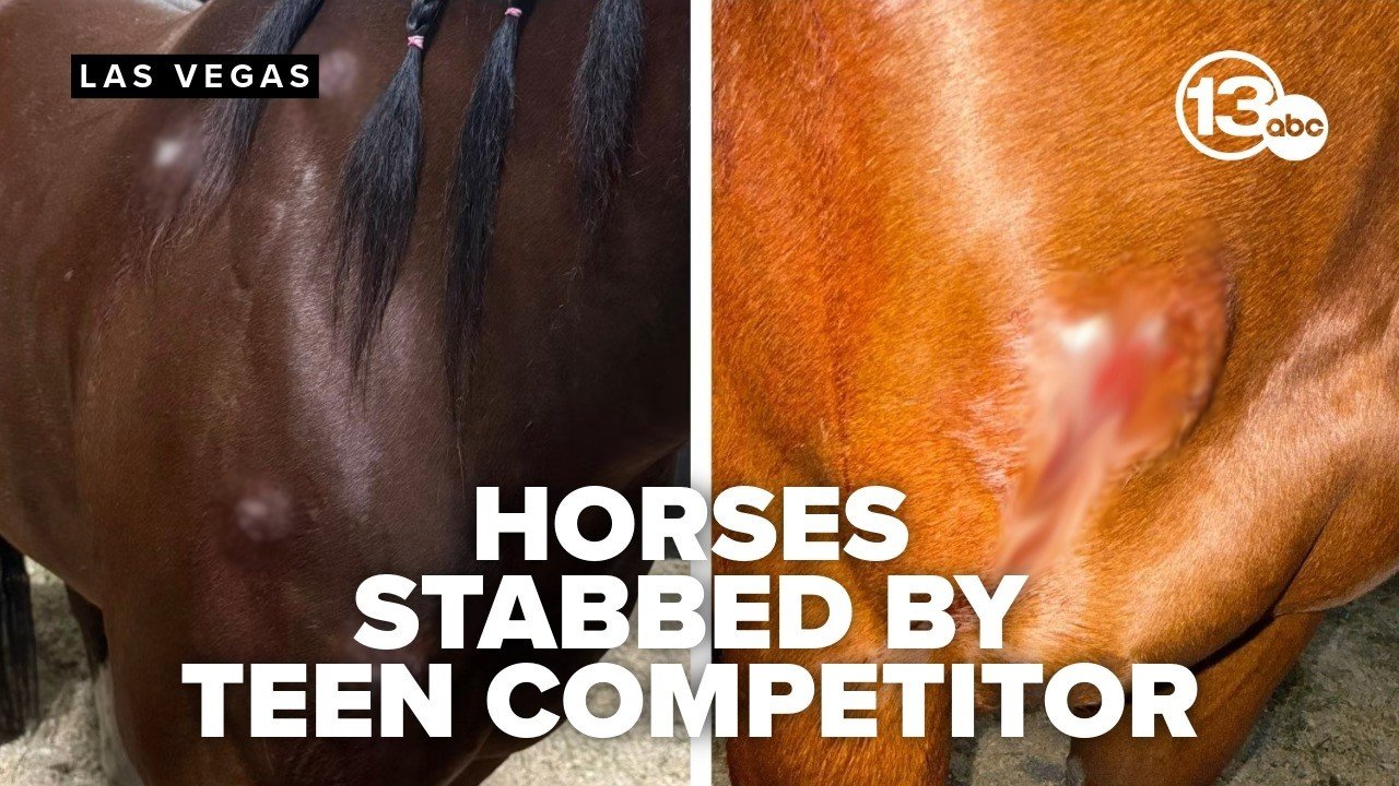 Las Vegas Horse Stabbing Case